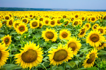 sunflowers field and blue sky