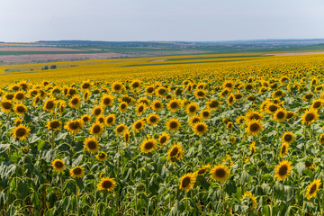 yellow sunflowers in huge fields under the scorching summer sun