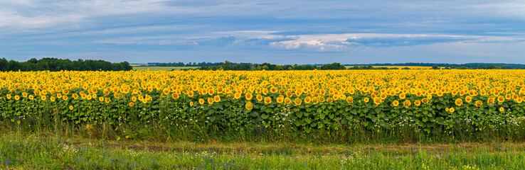 Fototapeta premium A field full of bright yellow sunflowers with high green stems against a clear blue sky
