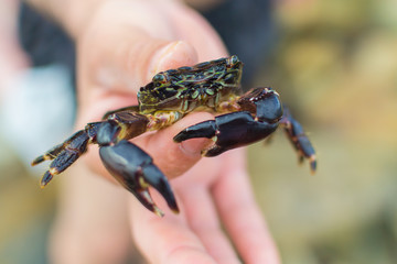 Crab in hand