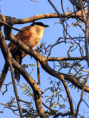 Senegal Coucal, Centropus senegalensis, sitting on a tree, Botswana