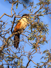 Senegal Coucal, Centropus senegalensis, sitting on a tree, Botswana