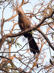 Gray go-away-bird, Corythaixoides concolor, is fairly common, Botswana