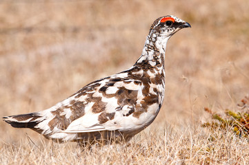 Ptarmigan Lagopus muta
