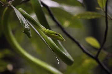 Green Vine Snake