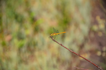 a yellow dragonfly, sitting on the tip of a dry branch during a hunt, at the end of summer