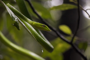Green Vine Snake
