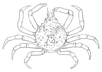Spider crab #vector #isolated - Krabbe
