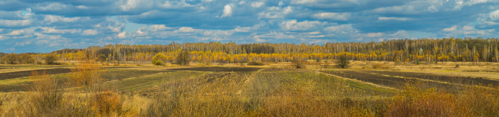landscape autumn field surrounded by yellow trees under a blue cloudy sky