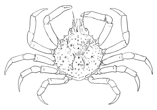 Spider crab #vector #isolated - Krabbe
