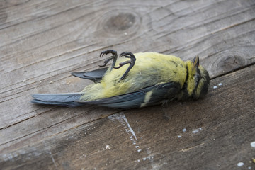 Fototapeta premium Dead bird (Blue tit) background in nature