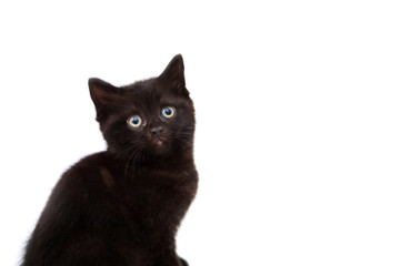 Sphynx kitten isolated on white.