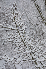 A gray branch, covered with white snow against the background of frozen trees