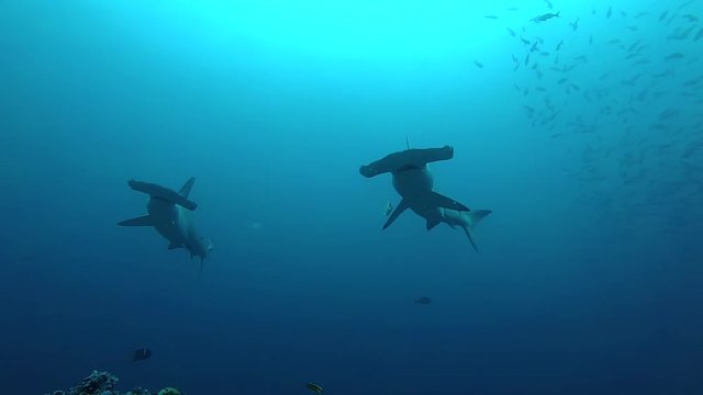 School of hammerhead sharks swimming in the blue - underwater shot