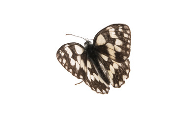 butterfly isolated