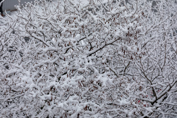 Black branches are covered with fluffy snow. Like a mountain of sweet cotton wool on sticks