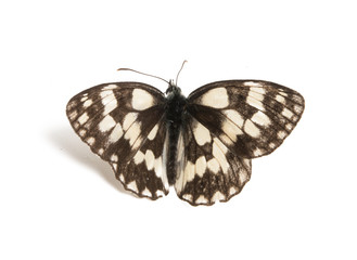 butterfly isolated