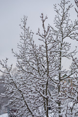 Fototapeta na wymiar tree in the snow on a winter day
