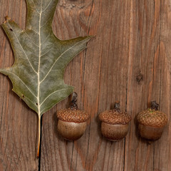 oak leaf wooden table