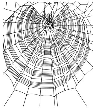 Spiderweb and spider #vector #isolated - Spinnennetz und Spinne