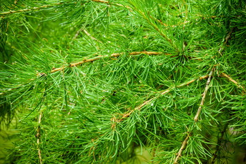 Rain drops on pine needles and forest
