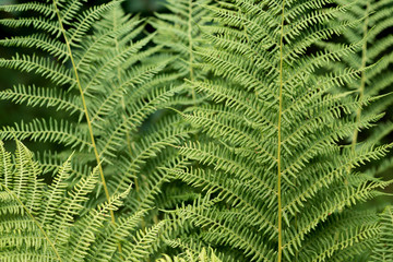 Fern leaves close up