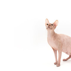 Sphynx kitten isolated on white.