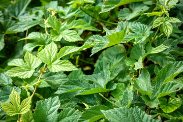 green leaves of Japanese hops