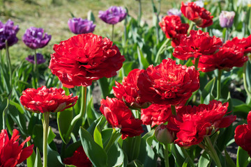 Red tulips blossom in spring