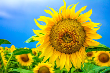 Obraz premium sunflowers on the field
