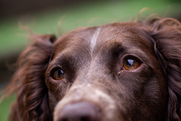 Gros plan sur les yeux marron d'un chien Springer anglais