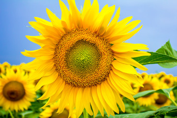 sunflowers on the field