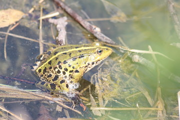 tel nature 