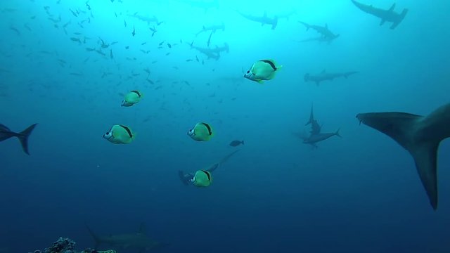 School of hammerhead sharks swimming in the blue - underwater shot
