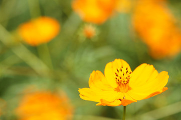 黄花コスモス