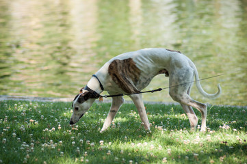 portrait of greyhound dog walking in urban park