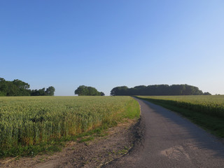 Fototapeta na wymiar Field of Wheat