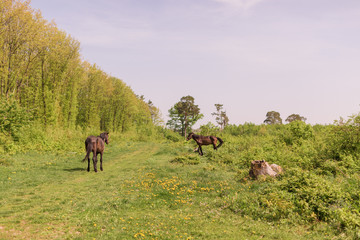 The exciting view of the clearing on which the horses are grazing