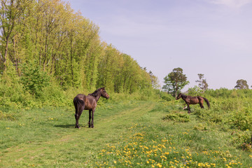 The exciting view of the clearing on which standing the horses