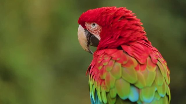 Lonely Scarlet Macaw.