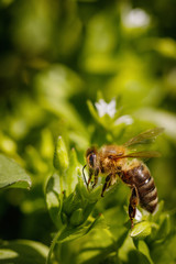 Bee on a white flower collecting pollen and gathering nectar to produce honey in the hive
