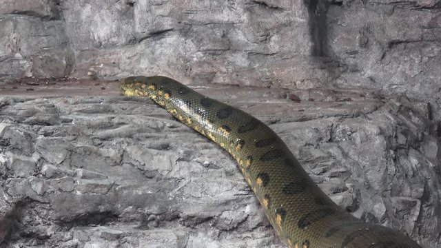 Green anaconda (Eunectes murinus). Big anaconda.