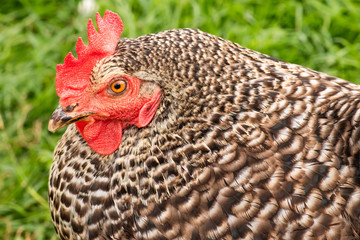 gallina en el campo
