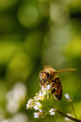 Bee on a white flower collecting pollen and gathering nectar to produce honey in the hive