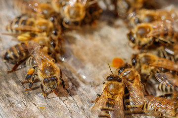 Honey bees with pollen trying to enter the hive on a landing board - macro view from above