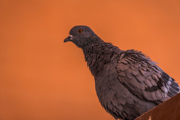 Indische Taube