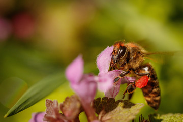Bee on a pink flower collecting pollen and gathering nectar to produce honey in the hive