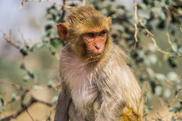 Obraz premium wilder Rhesusaffe schaut nach rechts