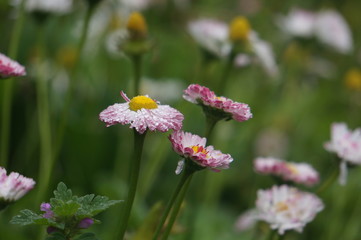 wild forest flowers after the rain