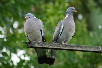 Sitting beside doves on a wooden rod. They look in different directions with an intelligent look.